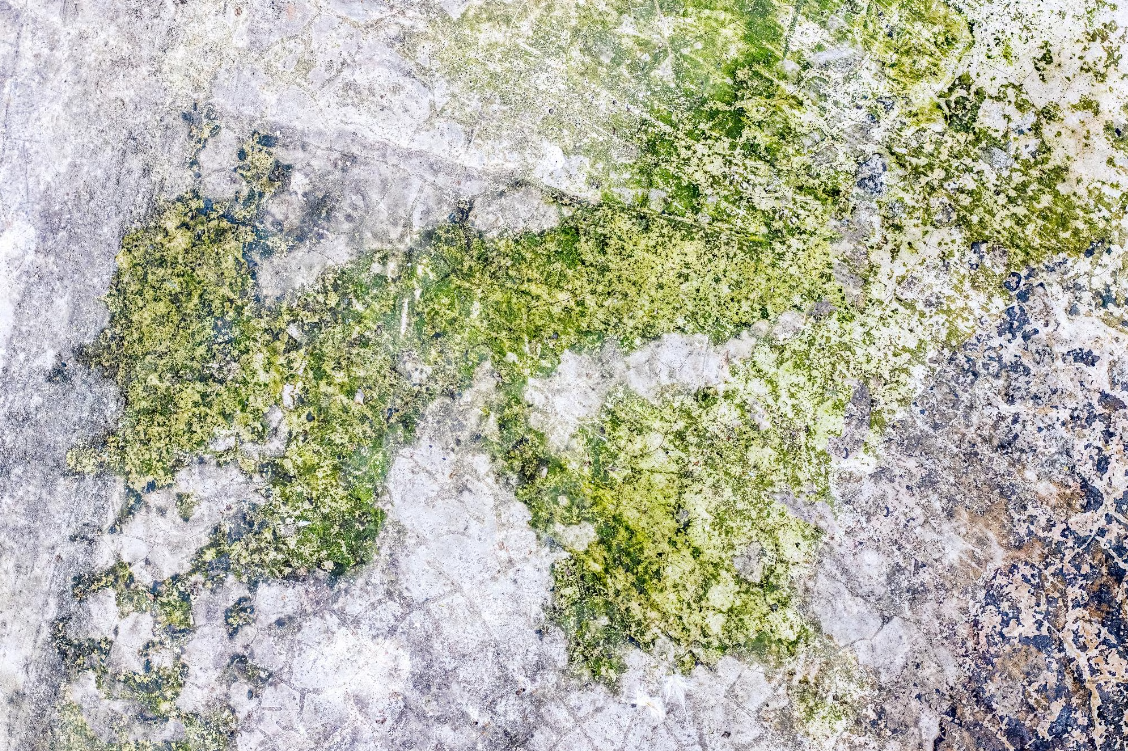 How To Remove Moss From Concrete?